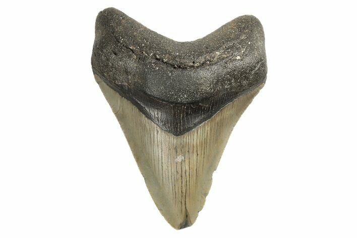 Fossil Megalodon Tooth - North Carolina #190765
